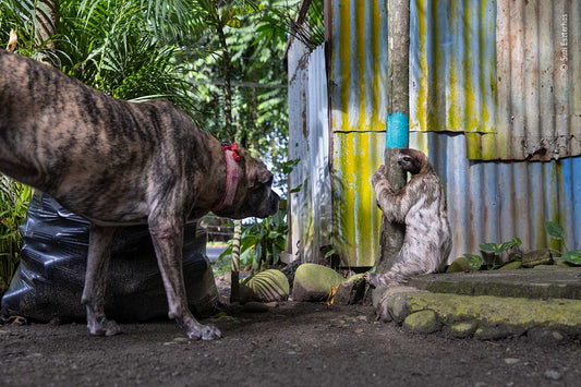 Here's your sneak peak at the 2022 Wildlife Photographs of the Year