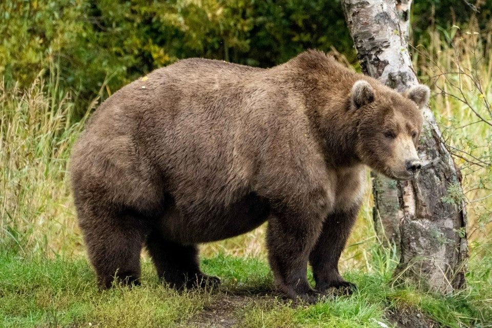 Fat Bear Week: It's Octobear and time to vote for your favorite