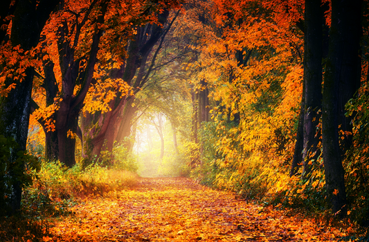 Grab your Pumpkin Spice Latte, get your hiking boots... here's the 2022 Fall Foliage Map