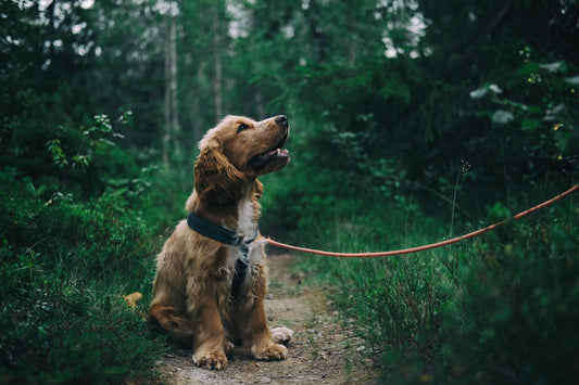 How to train your dog to be a runner